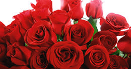 Valentine's Day - Roses - Romance - Seasonal