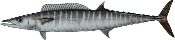 Wahoo