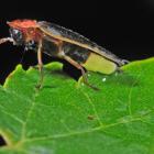 Say's Firefly - State Insect