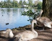 Young swans resting by the shoreline at Westport Lake, with water and wildlife in the background.