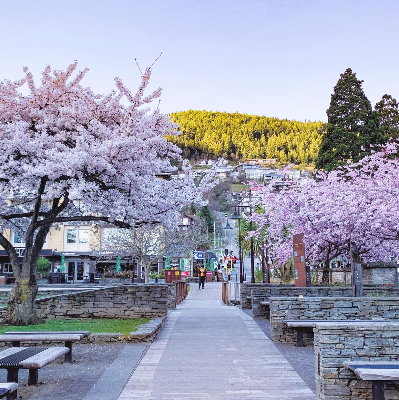 Village Green in spring with pink cherry blossoms. Credit @airnapier on Instagram