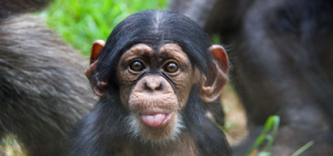 NC Zoo Monkey