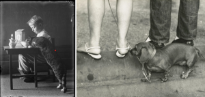 NYC Dogs
