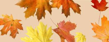 Fall leaves