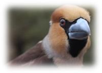 Wild New Forest - Image 3