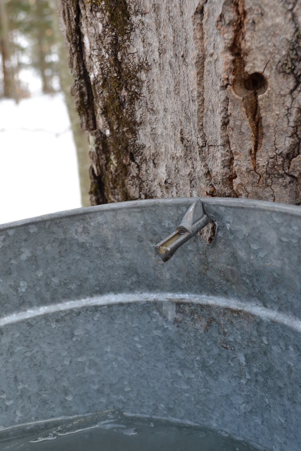 Close up of a tap in a maple tree draining into a metal collection bucket