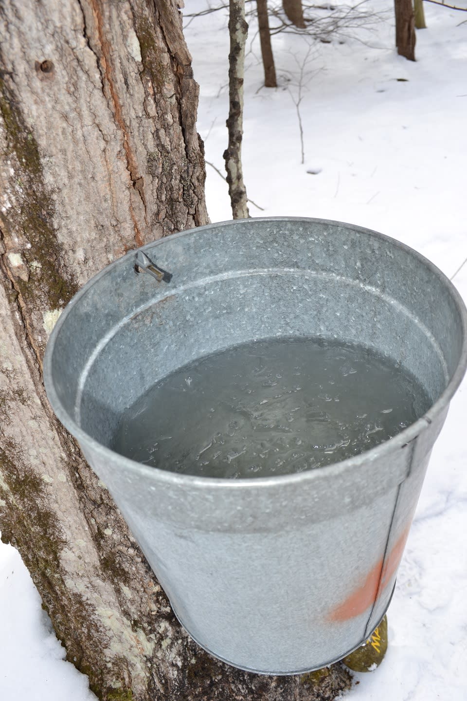 Sugar maple metal bucket full of maple sap at Up Yonda Farm