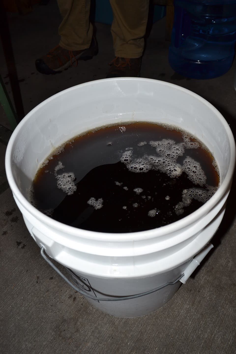 Dark maple sap in a plastic bucket at Up Yonda