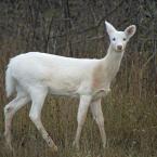 Two White Deer