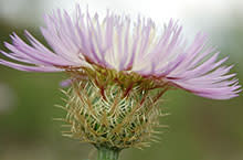 Basket Flower
