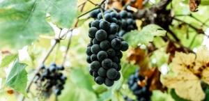 Grapes ready for harvest in Historic Missouri Wine Country
