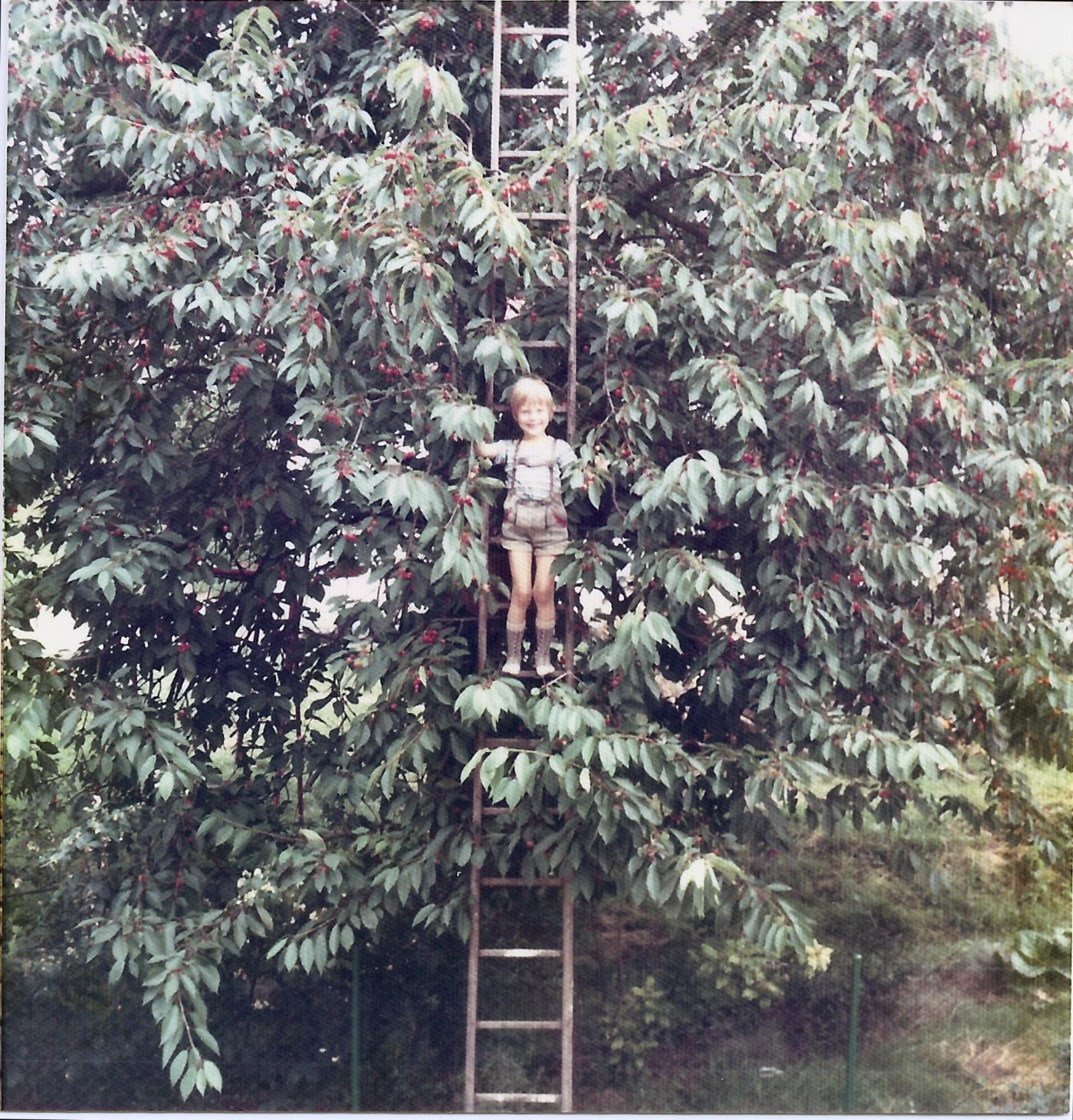 An old photo of Joerg Henkenhaf, Owner and distiller of Broken Heart Spirits picking cherrues