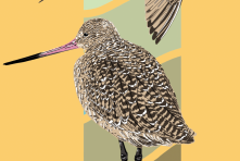 Godwit Days Spring Migration Bird Festival