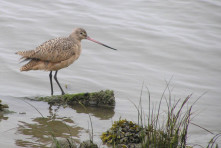 Godwit Days Spring Migration Bird Festival