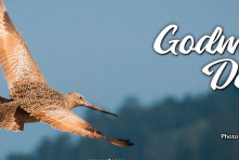 Godwit Days Spring Migration Bird Festival