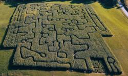 An aerial view of a corn maze in fall.