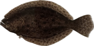 Flounder
