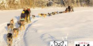 Dogsledding puzzle