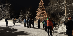 Holiday Tree Tour