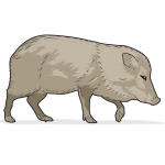 Carlsbad Caverns wildlife illustration of a javelina by Chris Philpot.