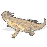 Carlsbad Caverns wildlife illustration of a Texas horned lizard by Chris Philpot.