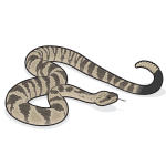 Carlsbad Caverns wildlife illustration of a rattlesnake by Chris Philpot.