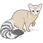 Carlsbad Caverns wildlife illustration of a ringtail by Chris Philpot.