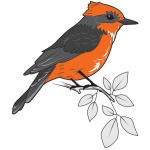 Carlsbad Caverns wildlife illustration of a vermillion by Chris Philpot.