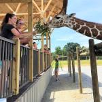 Picture of people feeding the Giraffe at Lake Tobias Wildlife Park