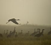 Creamer's Field Migratory Waterfowl Refuge