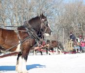 Wagon Rides, Festival du Voyageur