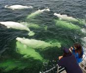 A Natural Phenomena: 3,000 Beluga Whales during Churchill Nature Tour