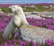 A beautiful site at Churchill Wild