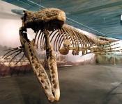 Bruce the Mosasaur, Canadian Fossil Discovery Center