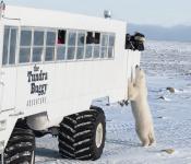 Polar bear viewing Frontiers North Adventures