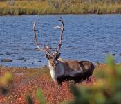 Caribou
