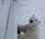 Curious bear comes to check us out with the Great Canadian Travel Company