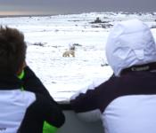 Polar Bear Viewing with the Great Canadian Travel Company