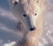 Beautiful shot of the king of the Arctic with the Great Canadian Travel Company