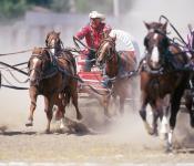 Wagon Races, Manitoba Stampede & Exhibition