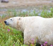 Polar Bear in the Fireweed
