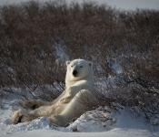 Lounging Polar Bear