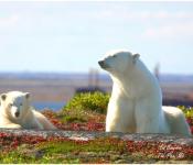Mother polar bear and cub on the tundra near Churchill