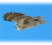 Spotted Great Grey Owl at Churchill Nature Tour