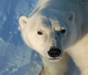 Looking into a polar bears eyes on a tour with Heartland international