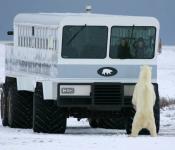 Ready your camera! Curious polar bears during Churchill Nature Tours