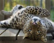 Savannah Leopard