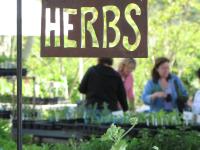 Herb Festival