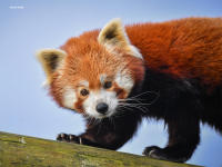 A red panda