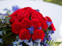 Red Carnation